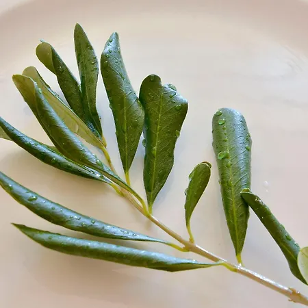 Liston Pied A Terre, Corfu Centre